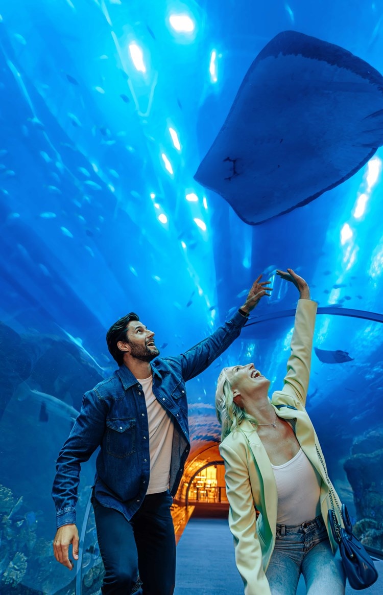 det-dubai-aquarium-dubai-mall-bynder.jpg.jpeg